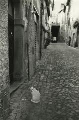 Street Cat, Orvieto, Umbria