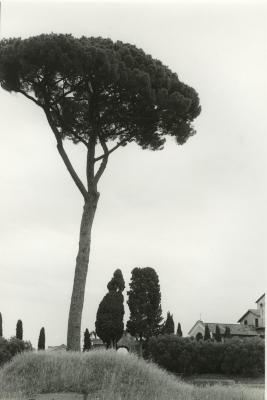 Pine Trees, Palatine Hills, Rome