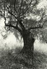 Olive Tree, Tivoli, Italy