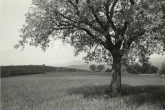 Near Colonnetta, Umbria