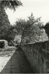 Wall, Shadow and Tree, Orvieto, Umbria