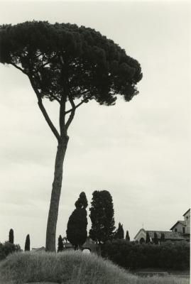 Pine Trees, Palatine Hills, Rome