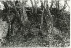 Etruscan Forest, Sorano, Tuscany