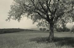 Near Colonnetta, Umbria