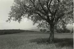 Near Colonnetta, Umbria