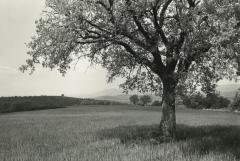 Near Colonnetta, Umbria