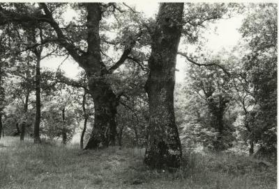 Etruscan Trees #2, Sorano, Tuscany