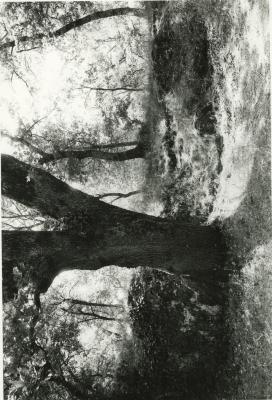 Etruscan Trees #1, Sorano, Tuscany