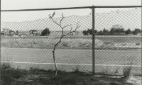 Untitled (Trees with Fence)