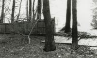 Untitled (Trees with Fallen Fence)