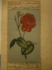 Rose with Urdu Script 