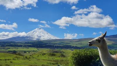 Llama mother watches over Mount Cotopaxi