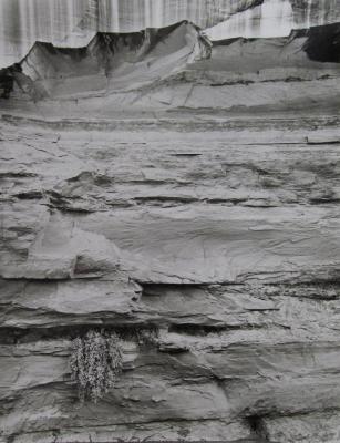 Wall with Plant, Paria Canyon, Utah