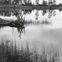 Michigan Cranberry, Canadian Lake, Tullymore, MI