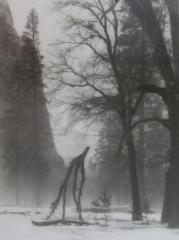 Branch in Fog, Yosemite, California