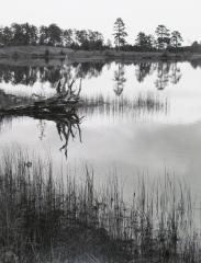 Stump, Seney, Michigan