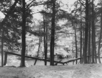 Fallen Tree, Porcupine State Park, Michigan