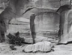 Moon Flowers, Glen Canyon, Utah