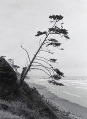 Leaning Pipe, Olympic Peninsula, Washington