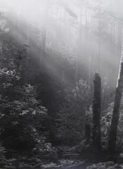 Morning Mist, Ft. Bragg, California