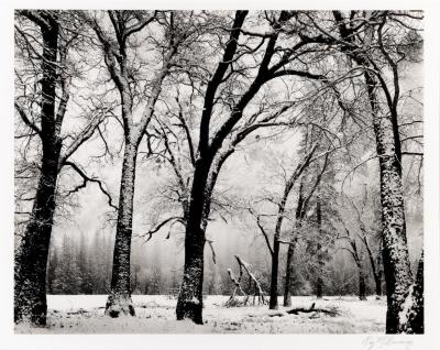 Walking Trees, El Capitan Meadow, Yosemite Valley