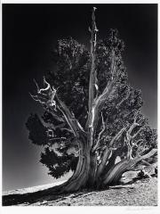 Bristle Cone Pine #17