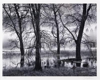 Trees, Valley, Fog, Dusk