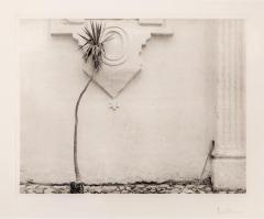 Old Mexico- Palm Plant and Broom