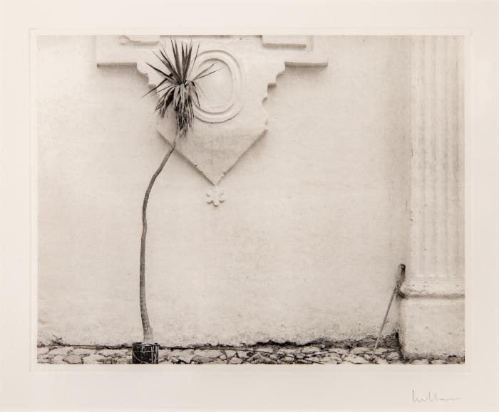 Old Mexico- Palm Plant and Broom