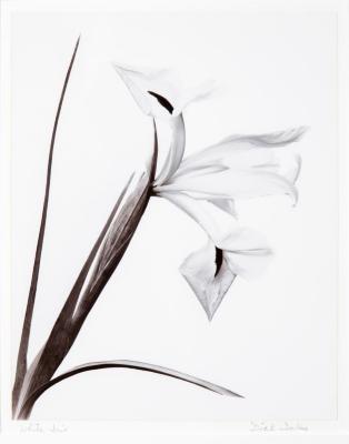 White Iris