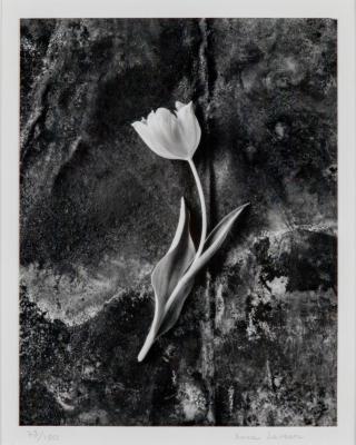 Tulip #3