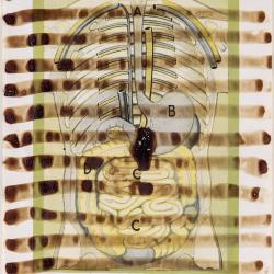 Drawing of the Muscles of the Spine, c. 1510