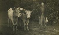 Untitled (Man with Oxen)