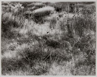 Frosted Grasses, Mono Lake, CA