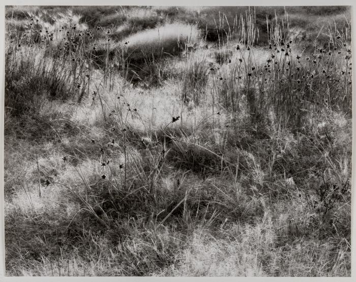 Frosted Grasses, Mono Lake, CA