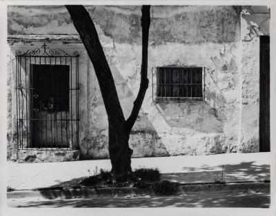 Tree and Wall, Oaxaca, Mexico