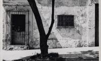 Tree and Wall, Oaxaca, Mexico