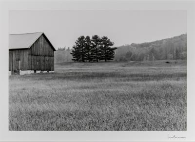 Barn and Four Pines, Glen Arbor, Michigan