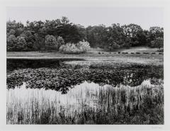 Swamp, Manistee, Michigan