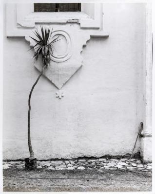 Palm Plant and Broom, San Cristobal, Las Casas, Old Mexico