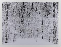 Snow Trees, Bruce Crossing, Michigan