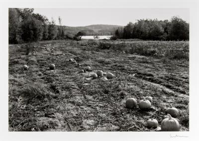 Pumpkin Fields, Maple City, MI