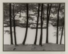 Tree Trunks, Presque Isle, Michigan