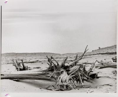 Stump with Ship, Sleeping Bear Dunes, Michigan 