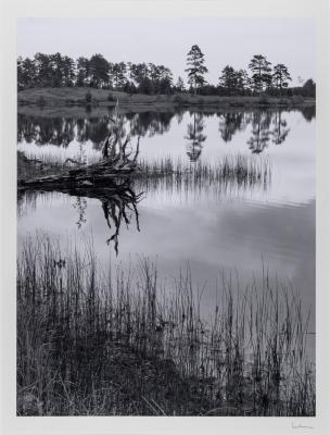 Stump, Seney, Michigan