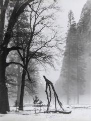 Branch in Fog, Yosemite, CA