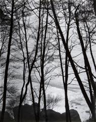 Trees, Canon Beach, CA