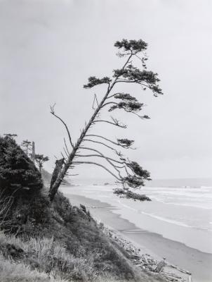 Leaning Pine, Olympic Peninsula, Washington