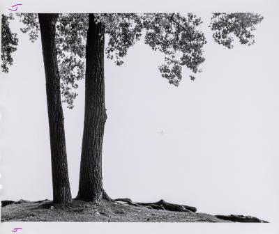 Tree Formation, Reed's Lake, East Grand Rapids