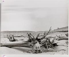 Stump with Ship, Sleeping Bear Dunes, Michigan 